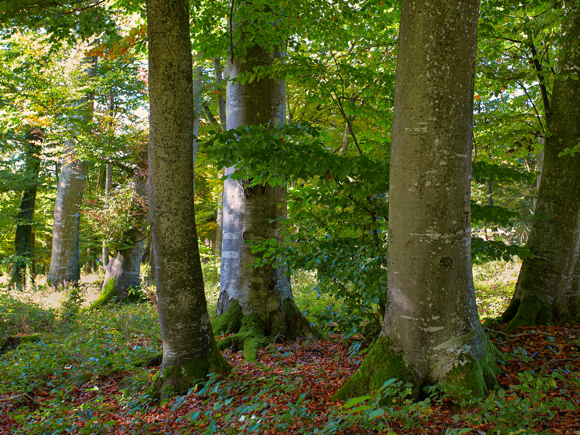 Beech stems, Upper Bavaria